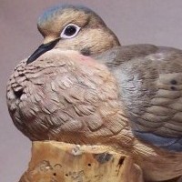 Mourning Dove at Rest