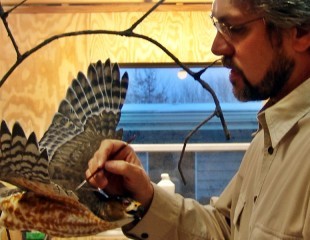 Cooper's Hawk Production