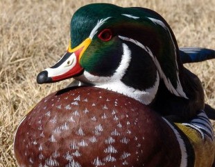 Wood Duck